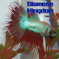 Visit Siamese Kingdom Store