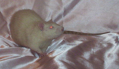 Yuki
