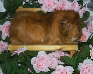 Kurama