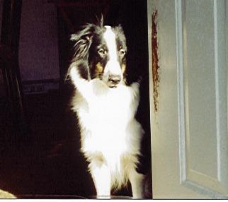 Lassie
