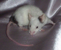 Gillon