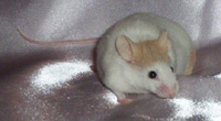Luther