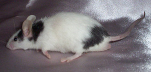 Ian