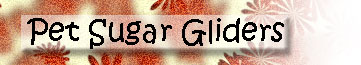 Visit Pet Sugar Gliders