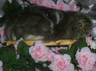 Phyllis