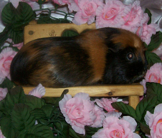 Toffee