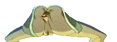 gif006.gif (10712 bytes)