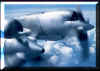 airpl19.jpg (153038 bytes)