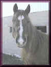 AQHA Skips Country Babe