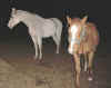 Avalon and Flash