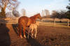Our Newest Foal Larks Gold x Skips Country Babe