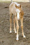 Our Newest Foal Larks Gold x Skips Country Babe