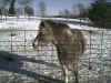 Jiggs Jan. 2001