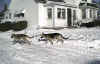 kodyandsatinwinter2001.jpg (14097 bytes)