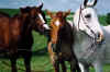 Samson, Thor and Avalon 1997