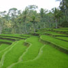 ubud