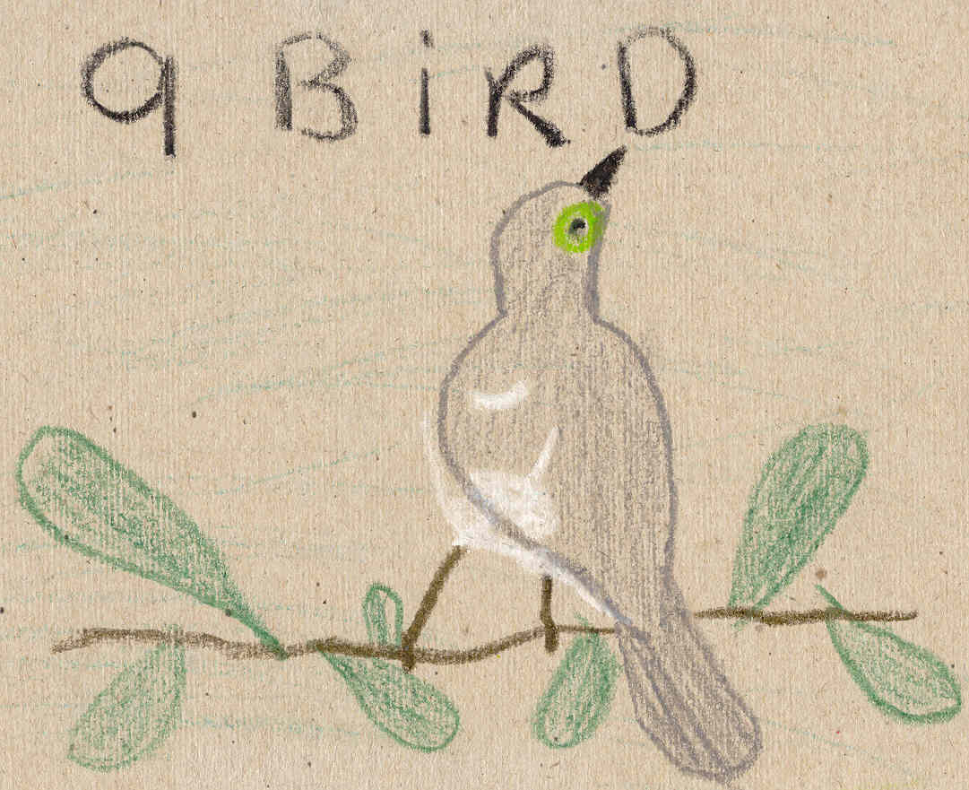 Bird
