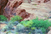 Desert Grotto