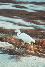 Snowy Egret on Bonita Beach