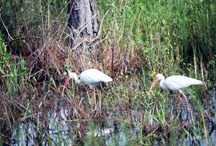Two Ibis in Corkscrew Swamp