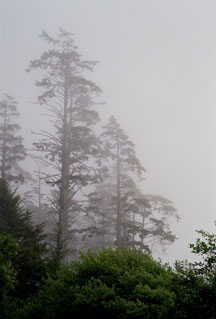 Misty Trees on Long Beach