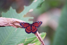 Monarch Butterfly in Corkscrew Swamp
