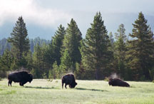 Bison at Dawn in Yellowstone
