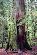 Big Ceder at Cathedral Grove