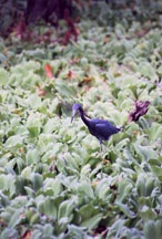 Tricolor Heron in Lettuce Lake, Corkscrew Swamp