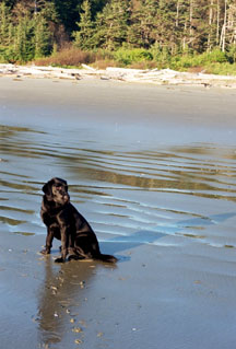 Zena the wonder dog on Long Beach
