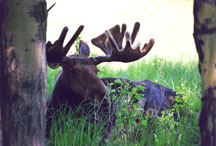 Bull Moose resting