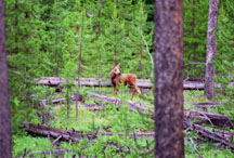 Young Moose at Yellowstone