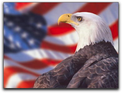 bald_eagle_freedom.jpg 17.9K