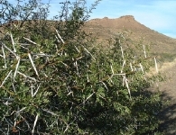 Acacia thorn bush, Karoo NP.  CLICK HERE TO SEE THE LARGER VERSION OF THIS PHOTO