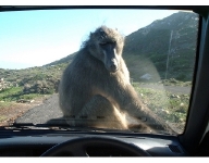 Baboon on our car...   CLICK HERE TO SEE THE LARGER VERSION OF THIS PHOTO