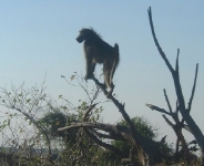 A baboon on the lookout, nearing sunset, Chobe NP.    CLICK HERE TO VIEW THE LARGER VERSION OF THIS PHOTO.