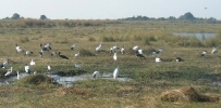 Birds galore on the Chobe River.   CLICK HERE TO VIEW THE LARGER VERSION OF THIS PHOTO.