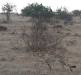 Cheetah, early morning, Kruger NP.   CLICK HERE TO SEE THE LARGER VERSION OF THIS PHOTO