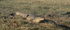 A big croc casting a long shadow, Chobe River.   CLICK HERE TO VIEW THE LARGER VERSION OF THIS PHOTO.
