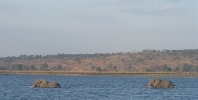 And crossing the Chobe River, at the 'deep end'...    CLICK HERE TO VIEW THE LARGER VERSION OF THIS PHOTO.