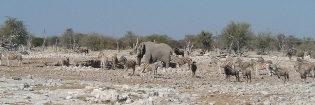 Elephant, zebra and gemsbok (oryx) at the waterhole.   CLICK HERE TO SEE THE LARGER VERSION OF THIS PHOTO