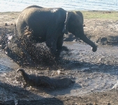 Having big-time fun in the mud! (Again, at Chobe River.)    CLICK HERE TO VIEW THE LARGER VERSION OF THIS PHOTO.