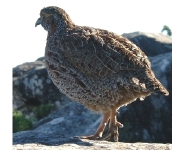 Gray-wing francolin.  CLICK HERE TO SEE THE LARGER VERSION OF THIS PHOTO