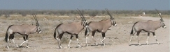 Gemsbok crossing the road.   CLICK HERE TO SEE THE LARGER VERSION OF THIS PHOTO
