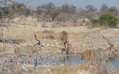 Giraffe drinking, with two kudu in the foreground.   CLICK HERE TO SEE THE LARGER VERSION OF THIS PHOTO