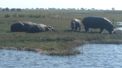 Hippos, elephants and loads of birds.   CLICK HERE TO VIEW THE LARGER VERSION OF THIS PHOTO.