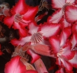 Close up of some Impala Lilies.    CLICK HERE TO SEE THE LARGER VERSION OF THIS PHOTO