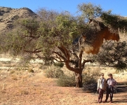 Karen and Doreen, dwarfed by yet another huge weaver bird nest--on the way to Sossusvlei.    CLICK HERE FOR A LARGER VERSION OF THIS PHOTO.