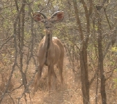 Female Kudu, at Marloth Park (just south of Kruger).    CLICK HERE TO SEE THE LARGER VERSION OF THIS PHOTO