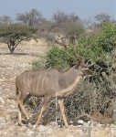 And some horns still attached to a kudu...    CLICK HERE FOR A LARGER VERSION OF THIS PHOTO.